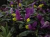Show product details for Polygala chamaebuxus Grandiflora